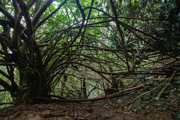 Wall Mural - a group of trees