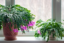 Thanksgiving Cactus (Schlumbergera Truncata) Or Crab Cactus Plants On Window Sill Start Blossoming In Winter