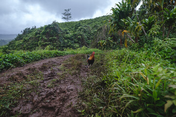 Wall Mural - a rooster on a hill