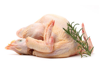 Poster - raw hen on a white background