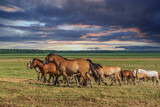 Fototapeta Konie - A herd of horses runs across the field against the backdrop of a cloudy sky.
