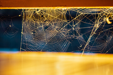 spider web with dew drops