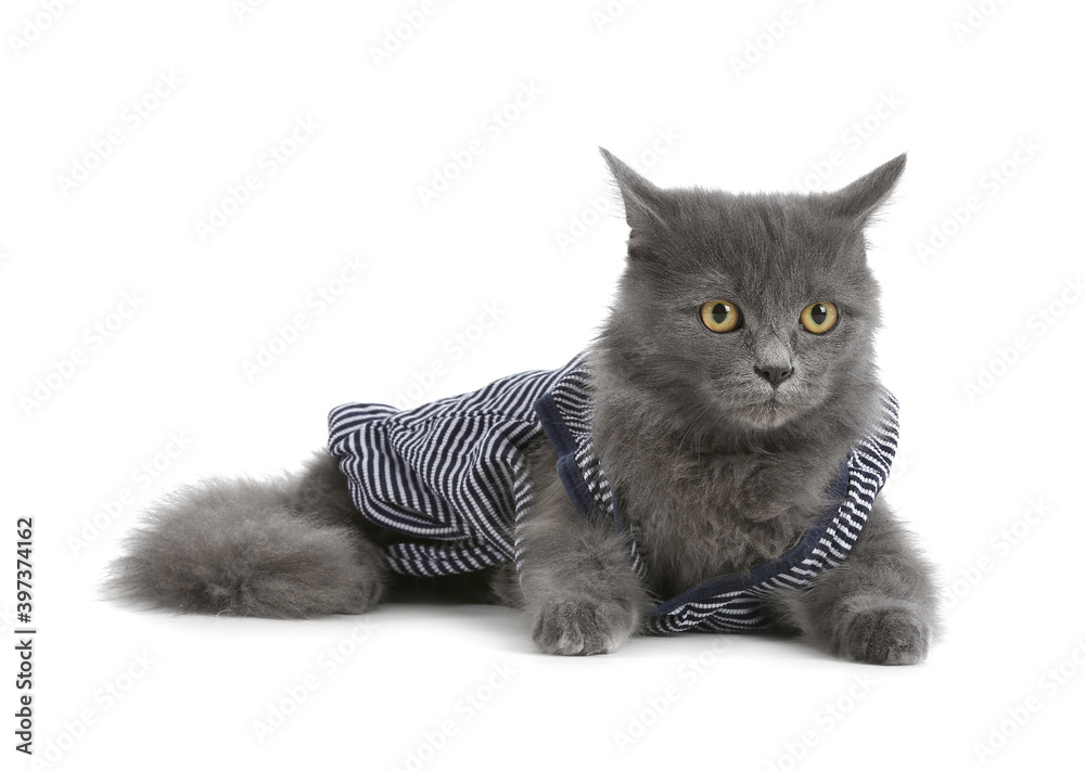 Cute cat wearing warm clothes on white background. Concept of heating season