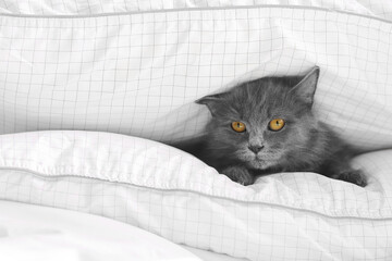 Cute cat lying under warm blanket. Concept of heating season