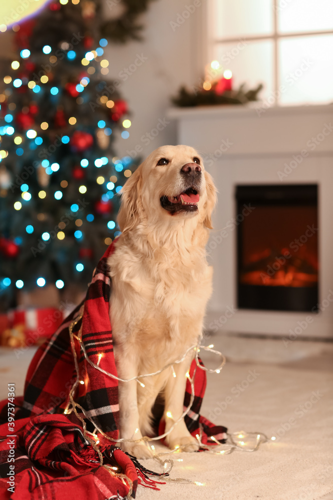 Cute dog at home on Christmas eve