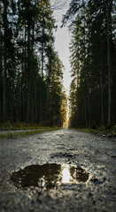 Poster - Gravel road through wood.