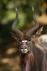 Sticker - The nyala (Tragelaphus angasii), also called inyala, adult male portrait.Member of a resident herd of nyala from Sabi sand.