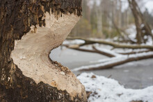 A Thick Tree Gnawed By A Beaver. Close-up Photo.