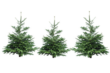 Beautiful nature fresh cutted green young pine trees on white background isolated .Decorate for christmas  idea for business or sale. Nordmann Fir christmas tree, a large evergreen coniferous tree .