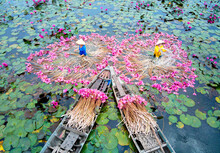 AN GIANG, VIETNAM - NOVEMBER 29, 2020: Vietnamese Women Displaying Water Lily Flowers On The River