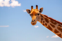 Wild African Life. A Large Common South African Giraffe On The Summer Blue Sky.