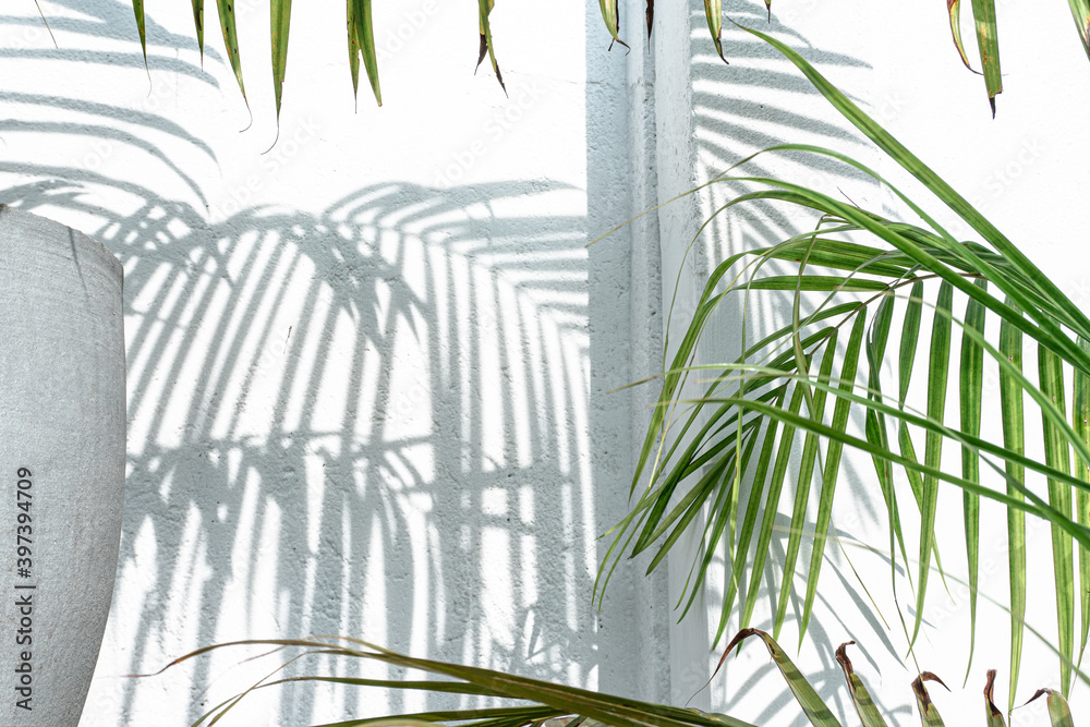 Obraz na płótnie Zielone liście palmy na jasnym tle, ładne tropikalne tło. w salonie