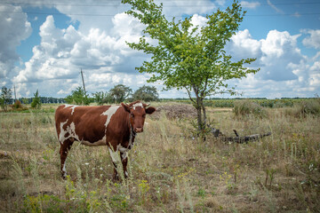 Wall Mural - cow grazing in the meadow