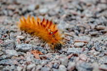 
Orange Furry Caterpillar