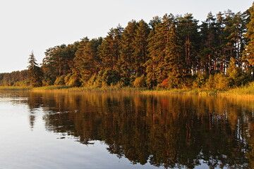 Wall Mural - Beautiful Golden forest pine trees in perspective on river bank in yellow sunset sunshine light near calm water surface, Russian natural landscape view at Sunny summer evening, outdoor environment