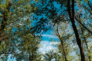 View from the bottom up on the tops of deciduous trees with yellow and green leaves on the background of a very beautiful colorful sky with lblaks. Pleasant time of year in the fresh air, beautiful na