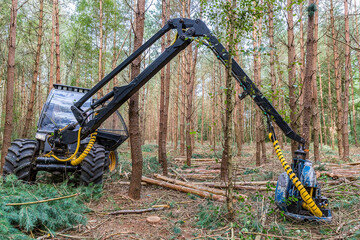 Tractor sawing pine trees in dutch forest