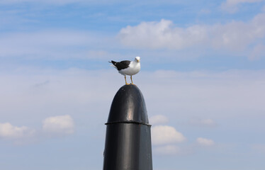 Seagull standing on a black column