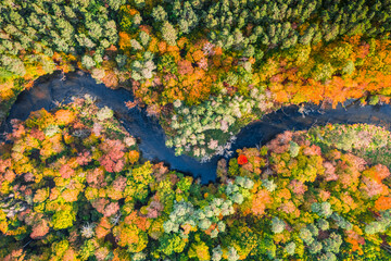 Top view of river and colorful autumn forest, aerial view