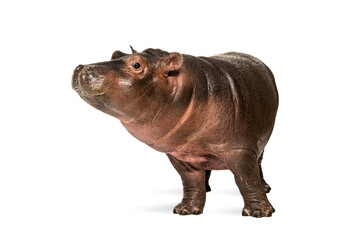 Wall Mural - hippo calf, 3 months old, isolated, hippopotamus amphibius