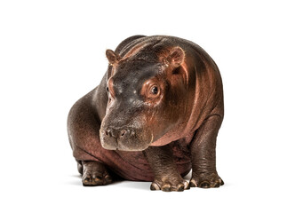 Wall Mural - hippo calf, 3 months old, isolated, hippopotamus amphibius