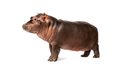 Wall Mural - hippo calf, 3 months old, isolated, hippopotamus amphibius