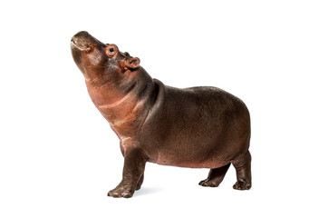 Wall Mural - hippo calf, 3 months old, isolated, hippopotamus amphibius