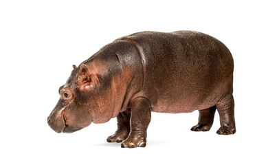 Wall Mural - hippo calf, 3 months old, isolated, hippopotamus amphibius