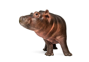 Wall Mural - hippo calf, 3 months old, isolated, hippopotamus amphibius