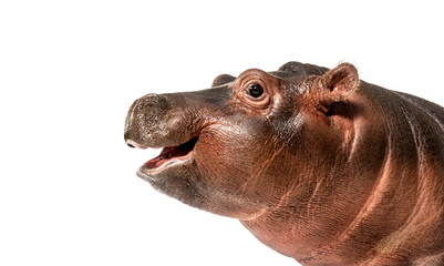 Wall Mural - close-up of a young hippo head, 3 months old, isolated