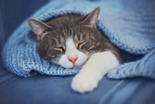 Cute Home Tabby Cat Sleeps On The Sofa, Covered With A Soft Wool Blanket. Home Comfort. Sleep Time.