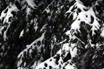 Spruce trunks and branches covered with white snow and frost