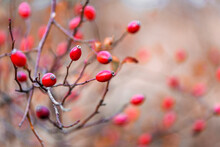 Ripe Red Rose Hips (Rosa Canina) On The Bush In Nature In Autumn. Rose Hip On Bush Close-up. Red Rose Hips Of Dog Rose.