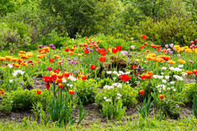 Flower Bed With Tulips