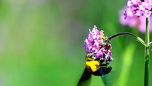 Slow Motion 240fps Carpenter Bee VERBENA BONARIENSIS Purple Flowers In A Home Garden On A Bright And Sunny Spring Morning	