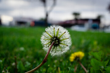 Dandelion flower with blurred background. Dandelion in the lawns of Pendik beach