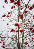Fototapeta Do pokoju - Viburnum bush. The branches of the berries are bright red. Everything is covered with snow.