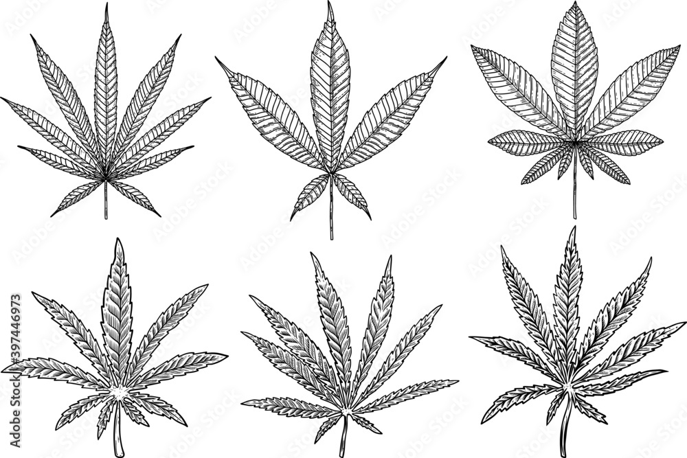 Set of Illustrations of marijuana leaf in engraving style. Design element for poster, card, banner, sign. Vector illustration - obrazy, fototapety, plakaty 