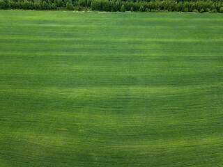 Wall Mural - Abstract field and country patterns on summer