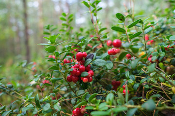 cranberries lingonberries red in green moss in forest