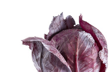 Dewy Fresh Red Cabbage Closeup Isolated On White Background, Water Drops, Side View