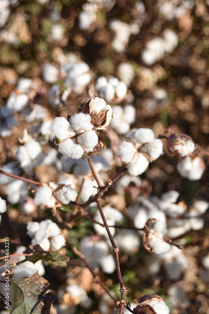 Arizona cotton field, cotton, bolls, plants, agriculture, farming, 