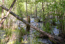 Swamp Marsh And Muskrat In The Forest