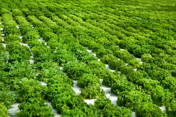 Wall Mural - rows of fresh lettuce for Vegetable greenhouse