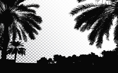 Palm trees vector silhouette. Coconut palm tree with coconuts vector. Beach vector trees. EPS 10