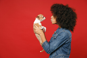 Side view of cute little african american kid girl 12-13 years old in denim jacket hold kissing puppy dog chihuahua isolated on red background children studio portrait. Childhood lifestyle concept.