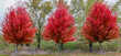  A trio of brilliant red autumn blaze trees on a cloudy day in the forest preserve in Chicago