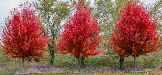 a trio of brilliant red autumn blaze trees on a cloudy day in the forest preserve in chicago