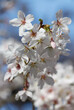 Wunderschöne weiße Kirschblüten im Sonnenlicht