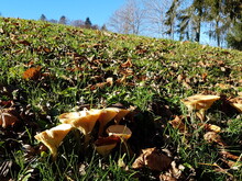Kleine Pilze Im Grünen Gras Zwischen Den Ersten Herabfallenden Laubblättern